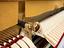 Immagine 7