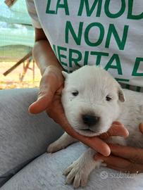 Cuccioli di maremmano abruzzese