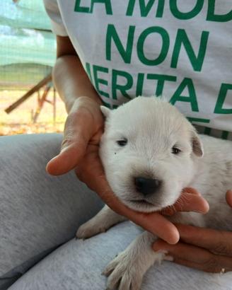 Cuccioli di maremmano abruzzese