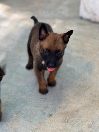 Pastore belga malinois
