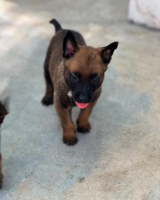 Pastore belga malinois
