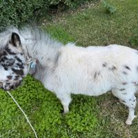 Mini pony Appaloosa femmina