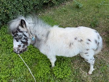 Mini pony Appaloosa femmina