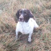 Springer spaniel