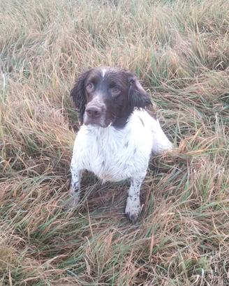 Springer spaniel