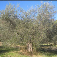 Oliveto Seggiano DOP Biologico