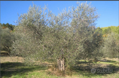 Oliveto Seggiano DOP Biologico