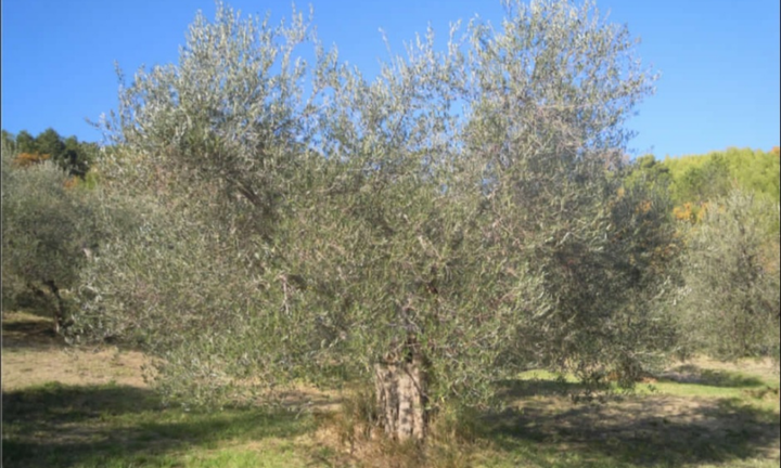 Oliveto Seggiano DOP Biologico