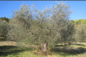 Oliveto Seggiano DOP Biologico