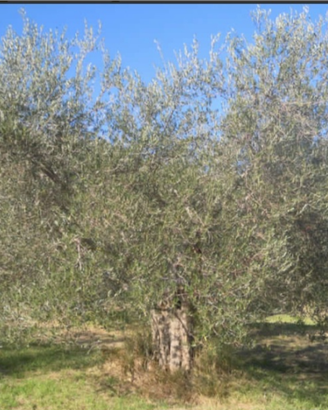 Oliveto Seggiano DOP Biologico