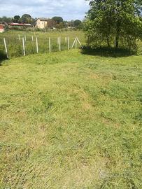 Terreno agricoli a Nepi Vt