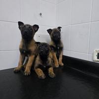 Cuccioli di Malin