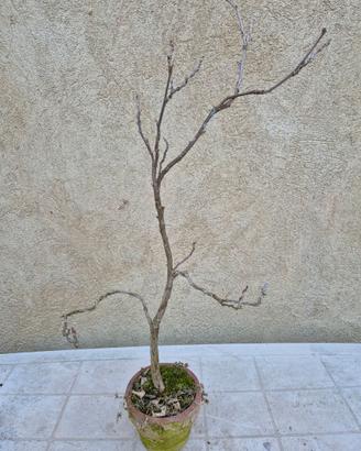 Pre bonsai
