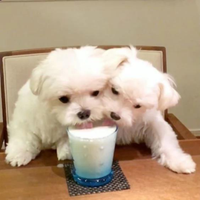 Maltese coreano toy
