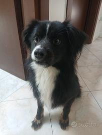 Cucciolo maschio 2 anni e mezzo
