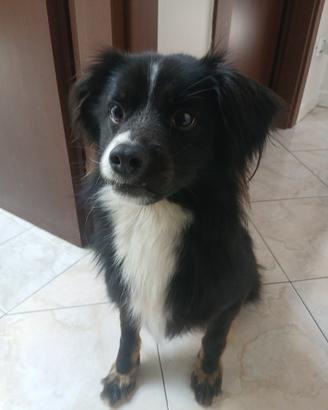 Cucciolo maschio 2 anni e mezzo