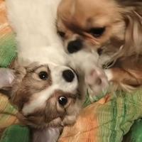 Chihuahua maschio pedigree