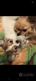 Chihuahua maschio pedigree