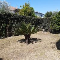 Piante da giardino - leggere descrizione