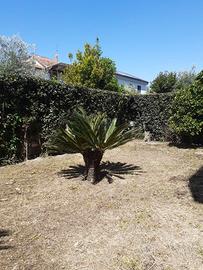 Piante da giardino - leggere descrizione