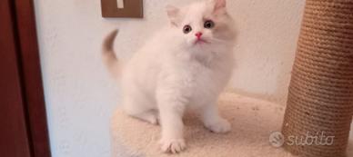 Ragdoll