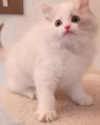 Ragdoll