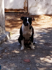 Staffordshire femmina