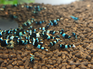 Caridine Panda Shadow