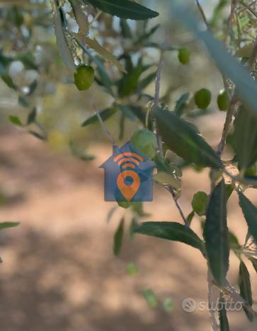 Castelvetrano Uliveto Nocellara Del Belice