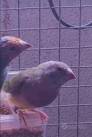 Diamanti di Gould