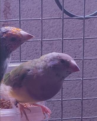 Diamanti di Gould