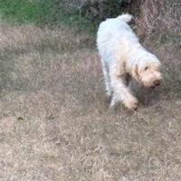 Spinone italiano