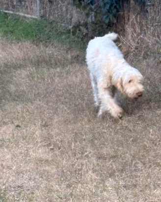 Spinone italiano