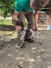 Cane da tartufo maschio