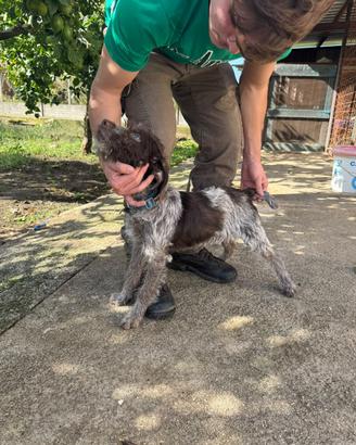 Cane da tartufo maschio