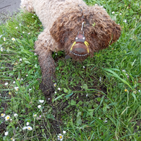 Addestramento cani da tartufo