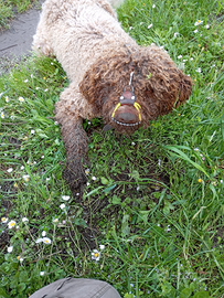 Addestramento cani da tartufo
