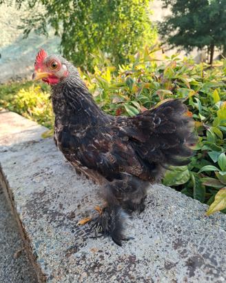 Gallo Coccincina Nana