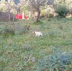 Cucciolone pointer inglese