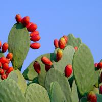 Pale di fico d’India senza spine