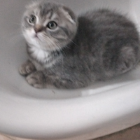 Scottish fold maschio