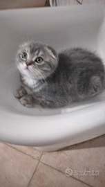 Scottish fold maschio