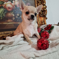 Chihuahua