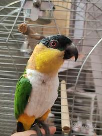 Caicco testa nera