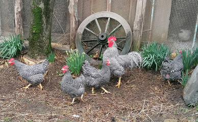 Disponibi gruppi riproduttori AMROKS