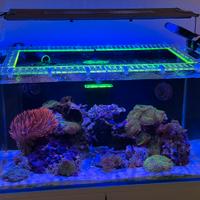 Profilo antisalto Reefteek acquario marino 80x45