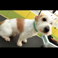 Jack russel pedigree enci