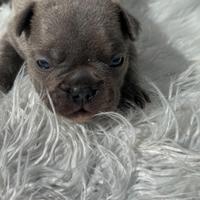Bulldog francesi cuccioli blu