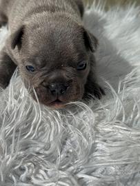 Bulldog francesi cuccioli blu