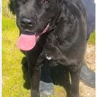 Adottami portami via da qui